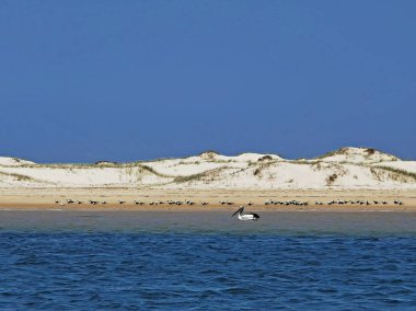 Avustralyalı Pelikanlar Güney Stradbroke Adası, Avustralya Queensland, 2 Ocak 2020