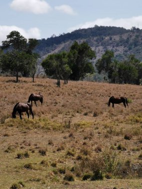 Gunalda 'da bir çiftliğin manzaralı manzarasında atlar.