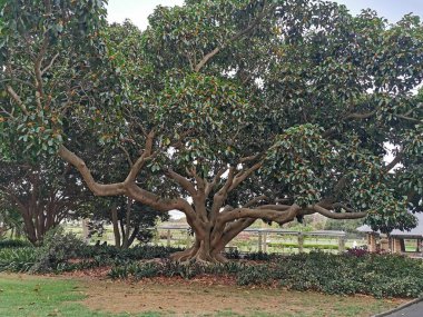 Ficus Altissima, Royal Botanik Bahçeleri, Sydney, Avustralya. 7 Ocak 2020