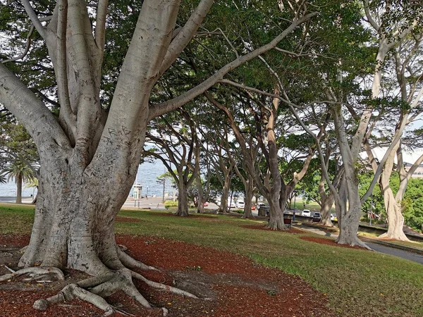 Avustralya Ficus, Sydney NSW Autstralia, 7 Ocak 2020