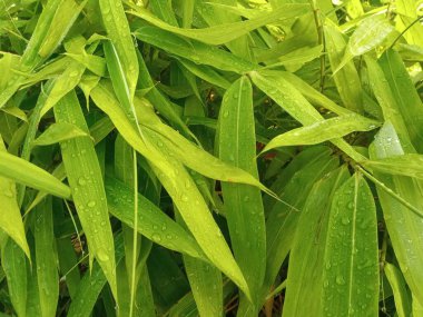 Süslü bambu bitkisinin taze yaprakları.