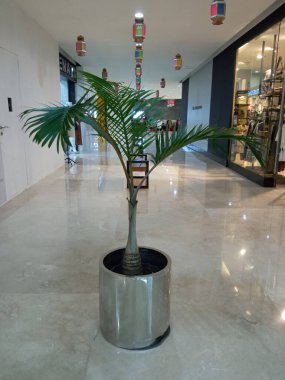 Mağazadaki palmiye ağaçları süs bitkisi olarak kullanılıyor.