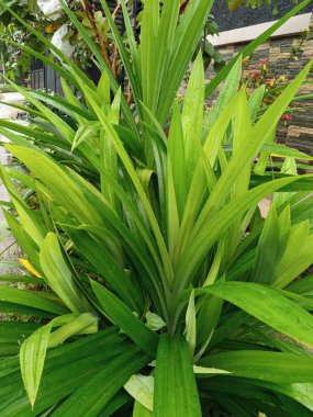 Pandan evin önünden ayrılıyor.