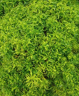 Süs bitkisi yapraklarının arkaplanı