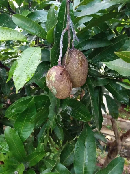 The mango fruit is damaged due to plant pests