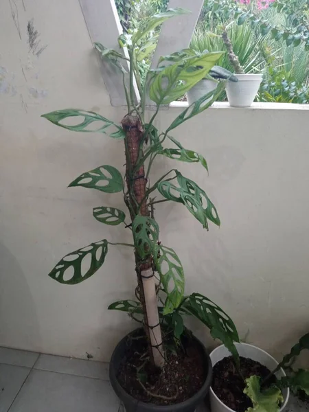家の前にはモンステラ インドネシア語 Janda Bolong という観賞植物がある — ストック写真