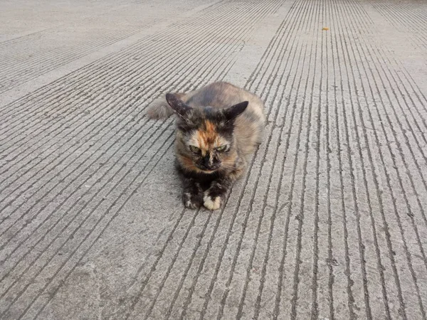 Eine Katze Entspannt Sich Auf Der Straße — Stockfoto