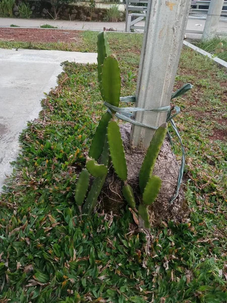 Les Pousses Des Arbres Fruitiers Dragon Dans Jardin Avant Maison — Photo