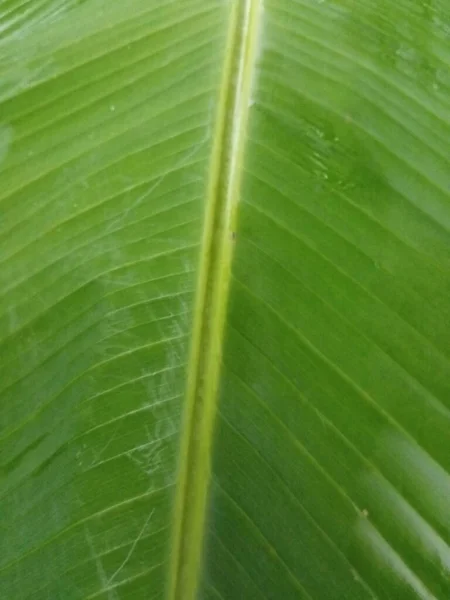 Banana leaf structure shaped parallel or straight