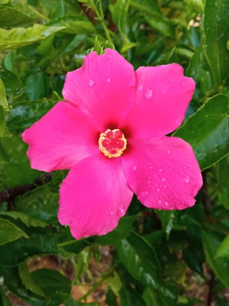 Les Fleurs Hibiscus Rouges Qui Ont Air Fraîches Matin — Photo