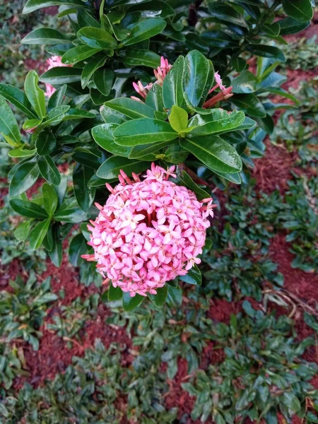 Ashoka Flor Como Planta Ornamental —  Fotos de Stock