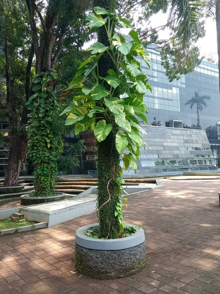 Piante Ornamentali Che Vite Sulla Palma Del Giardino — Foto Stock