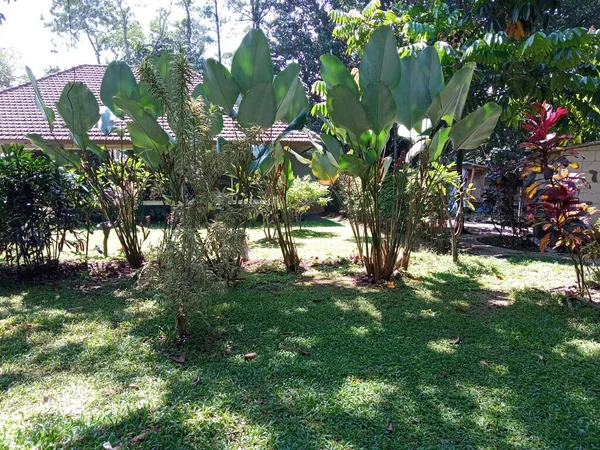 Planta Ornamental Con Hojas Forma Hojas Plátano —  Fotos de Stock