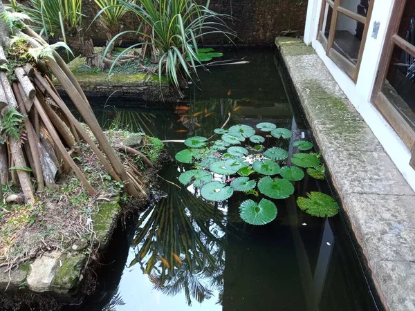 Ein Fischteich Mit Einer Lotuspflanze Darauf — Stockfoto