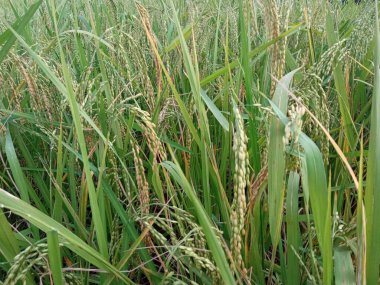 Pirinç bitkileri verimli çeltik tarlalarında