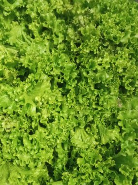 Küvette yeşil marul yaprağı arkaplanı