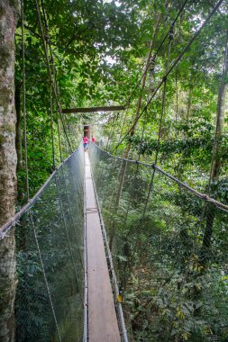 Poring kaplıca, Sabah, Borneo Malezya