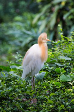 Egret Sığırı (Bubulcus ibis)