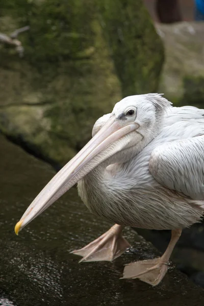 Pelicano branco (Pelecanus onocrotalus ) — Fotografia de Stock