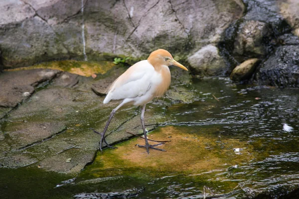 Kuhreiher (Bubulcus ibis)) — Stockfoto