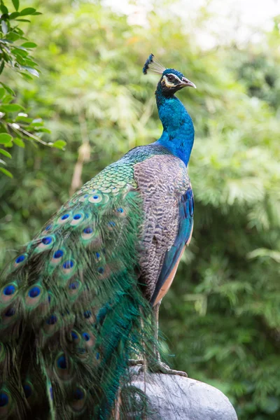 Um Peafowl Verde (Pavo muticus ) — Fotografia de Stock