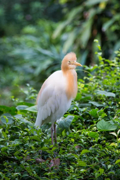 Żółw bydlęcy (Bubulcus ibis) — Zdjęcie stockowe