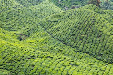 cameron highlands, Malezya, çay plantasyon