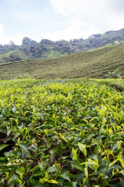 cameron highlands, Malezya, çay plantasyon