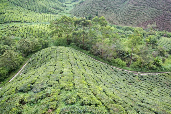 キャメロン ハイランド、マレーシアでの茶畑 — ストック写真