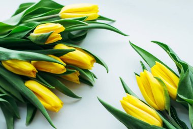 Beyaz arka planda izole edilmiş güzel sarı laleler. Üst görünüm.