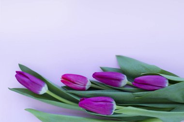 Beyaz arka planda izole edilmiş güzel taze laleler. Üst görünüm.