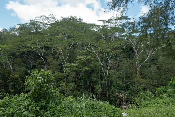 Trees in the philippines Royalty Free Stock Images