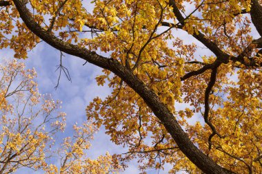 Dalların arasından mavi gökyüzüne bak. Altın sonbahar arkaplanı