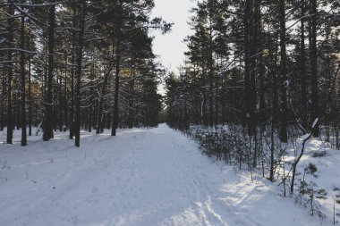 Kışın karlı ormanda patika