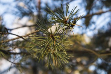 Çam dalı, yeşil iğneler ve karla kaplıdır.
