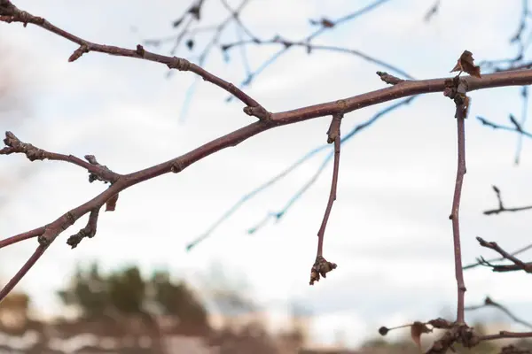 Sluiten Van Een Boomtak Zonder Bladeren Buiten Winter Wazig Achtergrond — Stockfoto