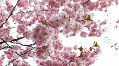 Sakura pembe çiçeklerinin arka planı.