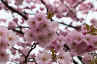 Japon kiraz ağacında pembe çiçekler Sakura.