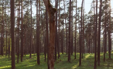 Yazın yeşil çam ormanı.
