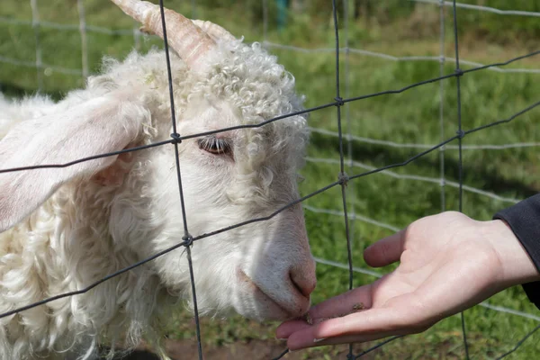 White Goat Eats Hand Farm — Fotografia de Stock