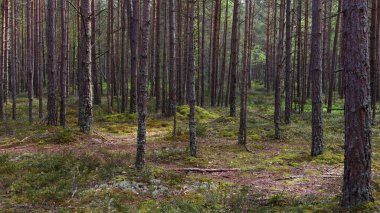 Çam ormanı. Bir sürü ağaç gövdesi..