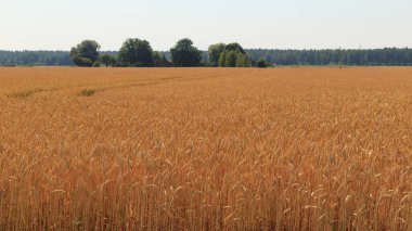 Hasattan kısa bir süre önce olgunlaşmış buğdayla dolu büyük bir tarla. Mısır gevreği kültürü.