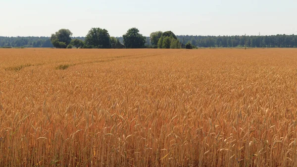 Large Field Ripe Wheat Shortly Harvest Cereal Culture — 스톡 사진