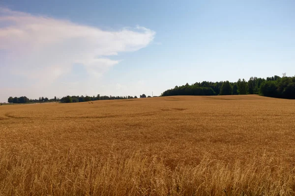 Stort Vågigt Fält Med Gyllene Vete Före Skörd — Stockfoto