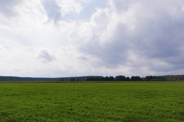 Uzakta çimenleri ve ormanı biçilmiş bir tarla. Gökyüzünde büyük, beyaz bulutlar.