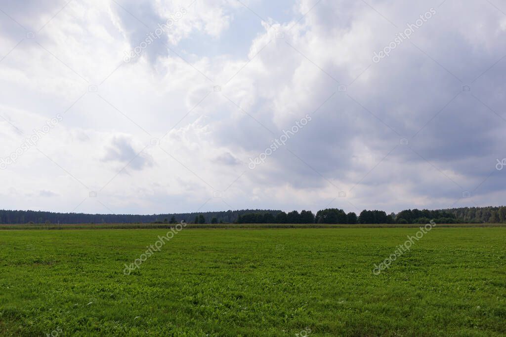 Field with green mowed grass and forest in the distance. Large, white clouds in the sky.