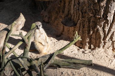 Mirket kumda arka ayakları üzerinde duruyor.,