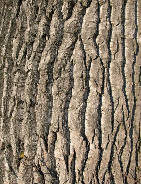 Кора Листяного Дерева Природна Текстура — стокове фото