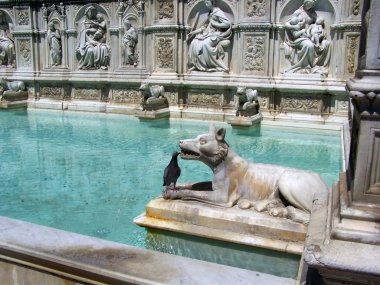 Siena çeşme güvercin