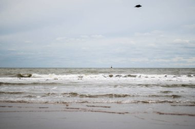 Hollanda kıyısı (Kijkduin, Lahey, Hollanda) görünürde bir şamandıra ve karga ile